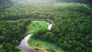 analyzing the issues with rainforest carbon credits for carbon offset