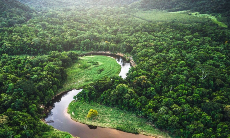 analyzing the issues with rainforest carbon credits for carbon offset