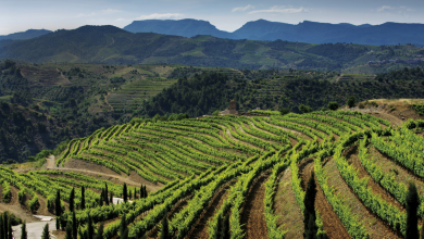 climate change threatens sicily's wine industry