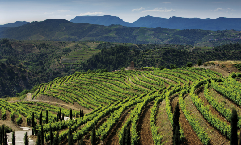 climate change threatens sicily's wine industry