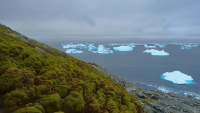 did you know flowers growing in antarctica is a bad thing