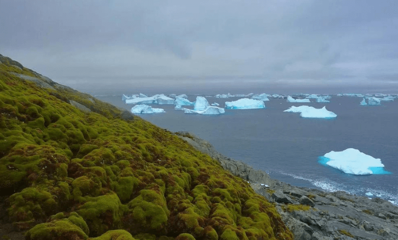 did you know flowers growing in antarctica is a bad thing