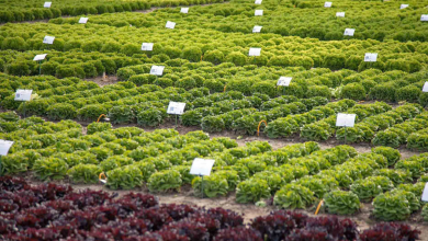 farm of the future sustainable agriculture in the netherlands