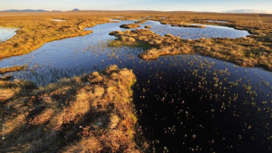 flow country scotland's carbon storehouse on world stage