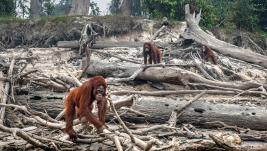 get a closer look at top causes of nature and biodiversity loss