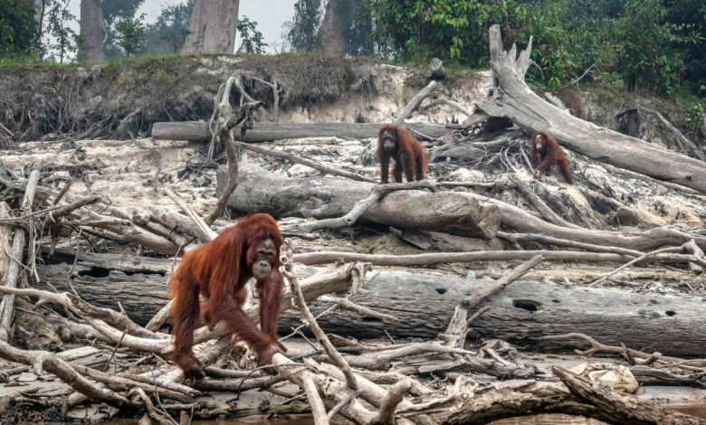 get a closer look at top causes of nature and biodiversity loss