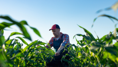 how are european farms adapting to climate change