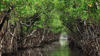 mangroves aren't 'dead areas' understanding these coastal forests