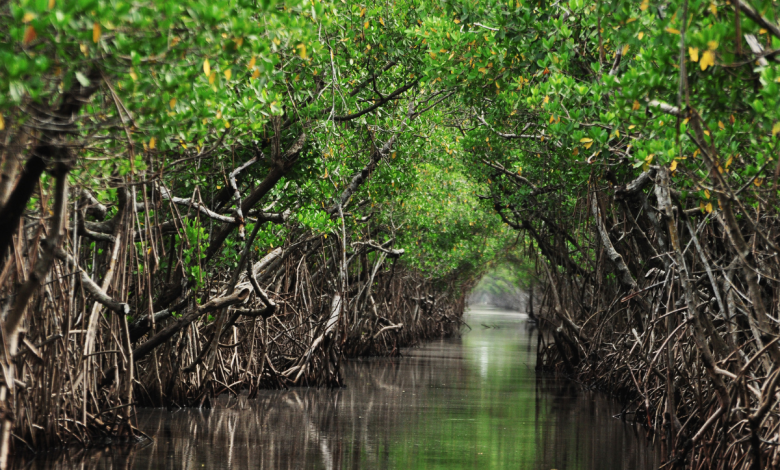 mangroves aren't 'dead areas' understanding these coastal forests