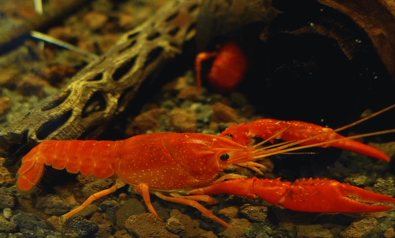 miami cave crayfish