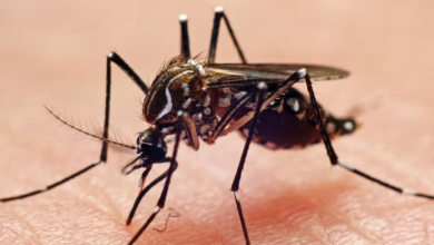 mosquito borne diseases climate change creating a 'perfect storm' for the bite and buzz