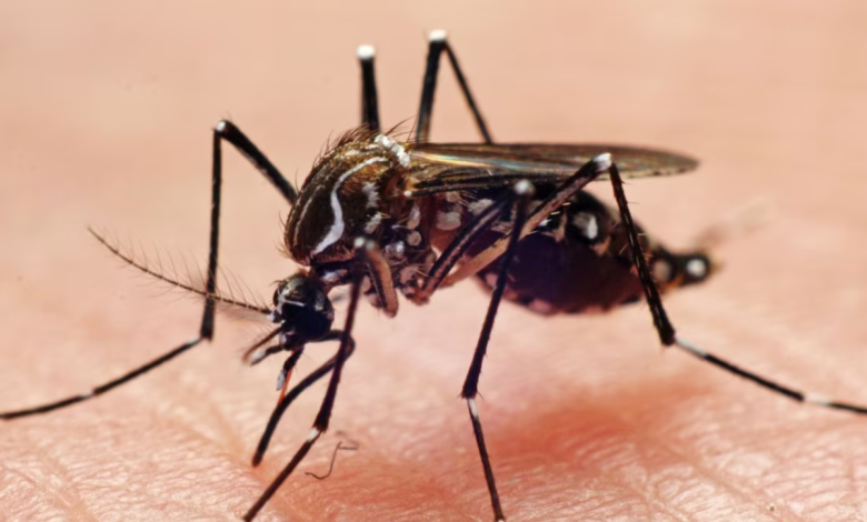 mosquito borne diseases climate change creating a 'perfect storm' for the bite and buzz