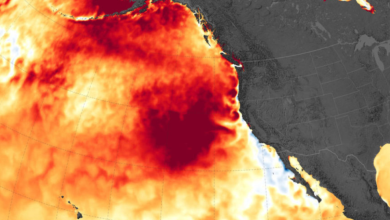 scientists assess widespread impacts of marine heatwaves