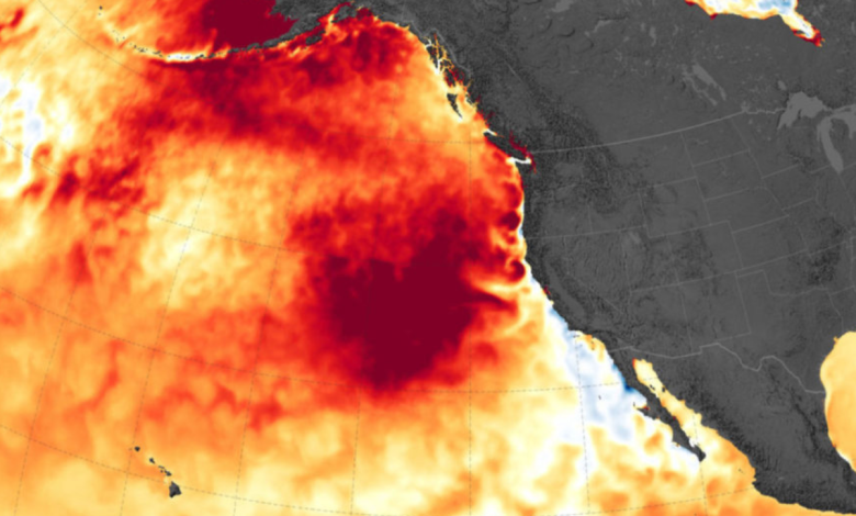 scientists assess widespread impacts of marine heatwaves