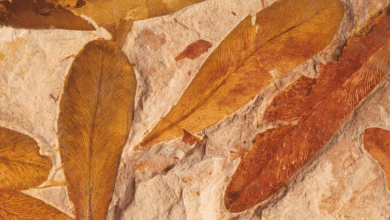 this is glossopteris fossils’ origin's climate