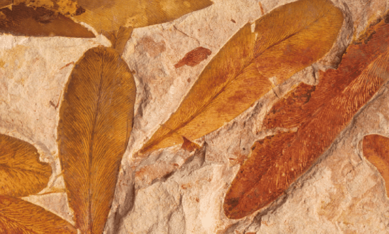 this is glossopteris fossils’ origin's climate