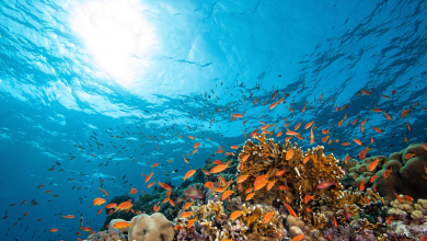 world in urgent need of ocean centric action to protect a critical ally