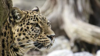 climate change forces snow leopards to new heights, study shows