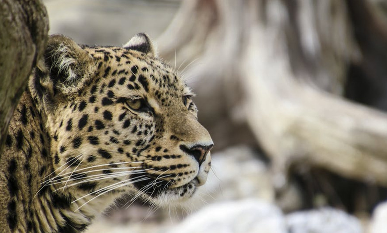 climate change forces snow leopards to new heights, study shows