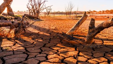 climate crisis and agriculture cop puts farming in the spotlight