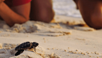 florida turtle nests