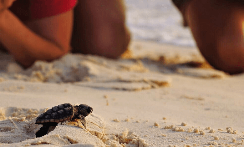 florida turtle nests