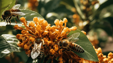 nature's partners pollinators, global warming, and beverage industries