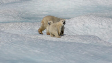 beyond the bears evolving climate narratives for a global impact