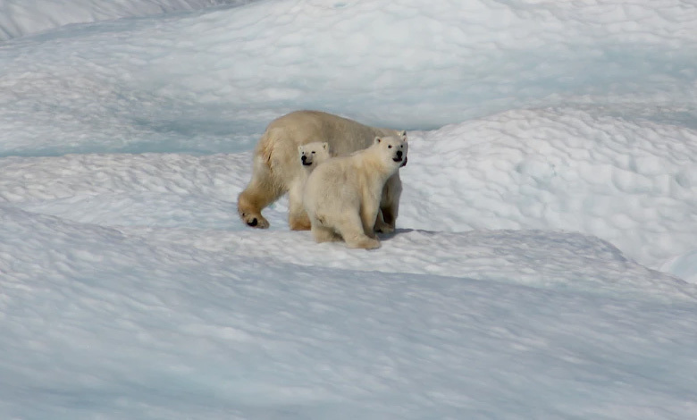 beyond the bears evolving climate narratives for a global impact