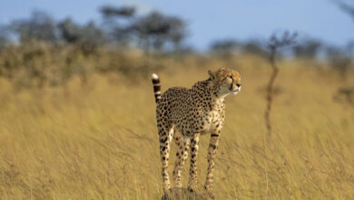 cheetahs in crisis adapting to climate change challenges