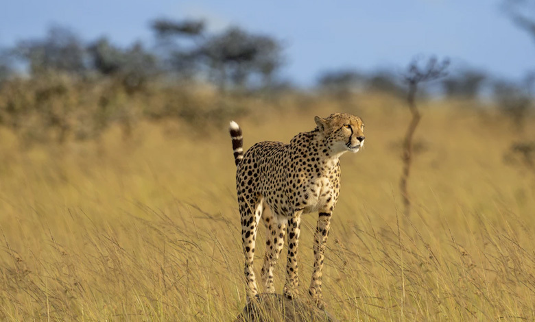 cheetahs in crisis adapting to climate change challenges