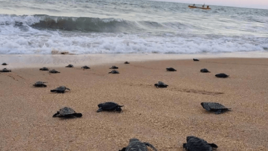 climate crisis who, florida sea turtles set new records.