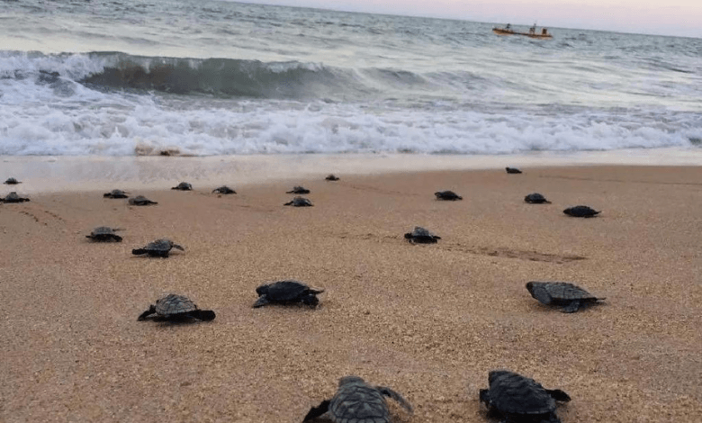 climate crisis who, florida sea turtles set new records.