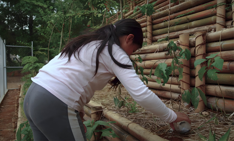 nature's guardian loreto's greenbelt strategy for climate resilience