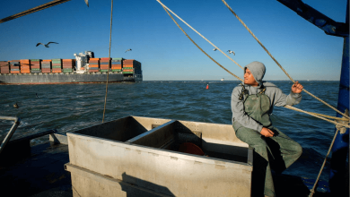 texas oyster industry faces double jeopardy, climate crisis and overharvesting woes