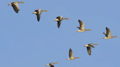 wild swan warning uk's changing climate