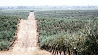 winterless reality, greece's olive groves grapple with climate crisis.