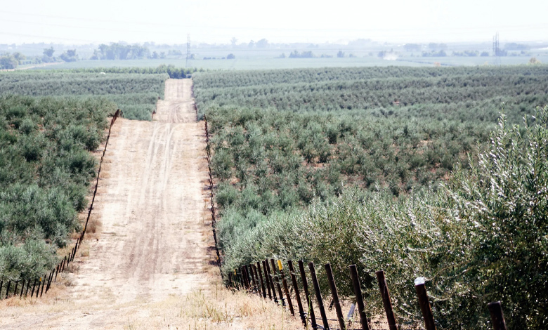 winterless reality, greece's olive groves grapple with climate crisis.