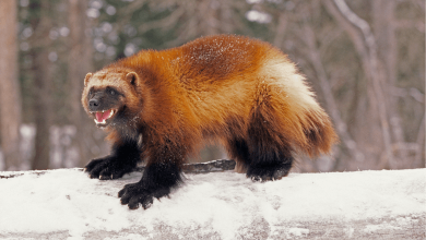 wolverines gained threatened species status in u.s. due to climate change .