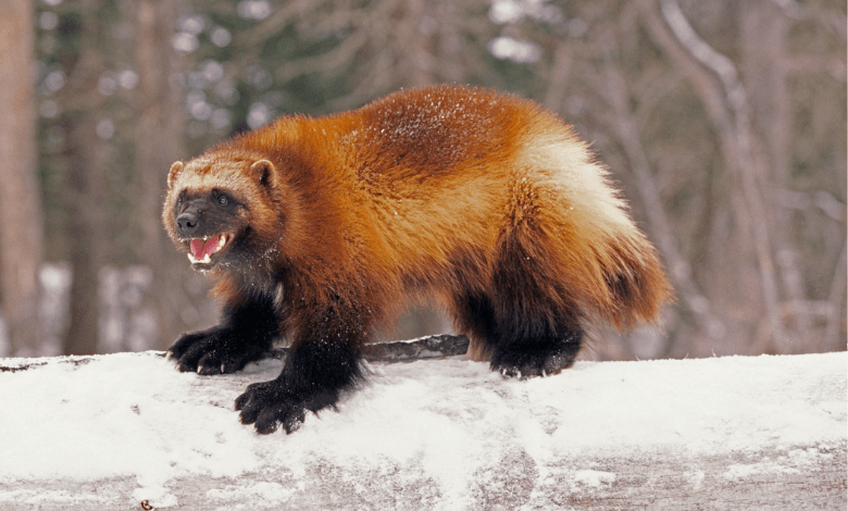 wolverines gained threatened species status in u.s. due to climate change .