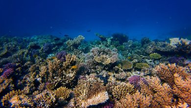 How Is A Land-based Laboratory In The UAE Helping Save Coral Reefs?