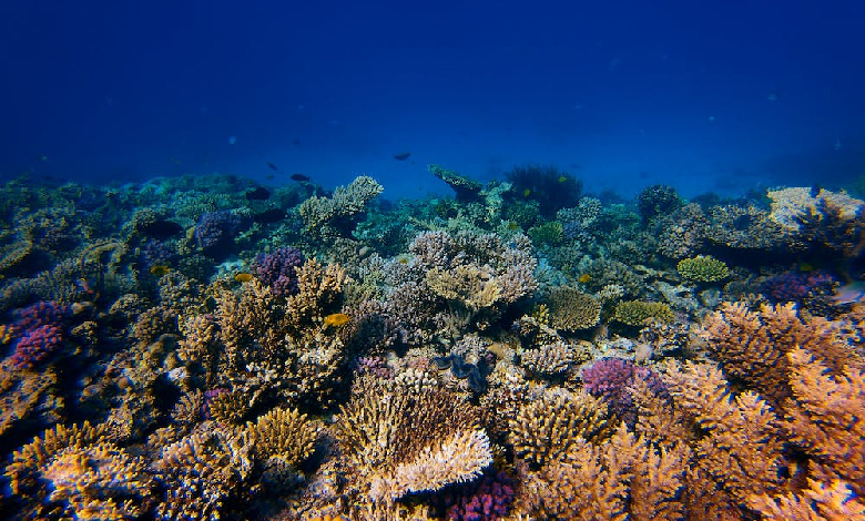 How Is A Land-based Laboratory In The UAE Helping Save Coral Reefs?