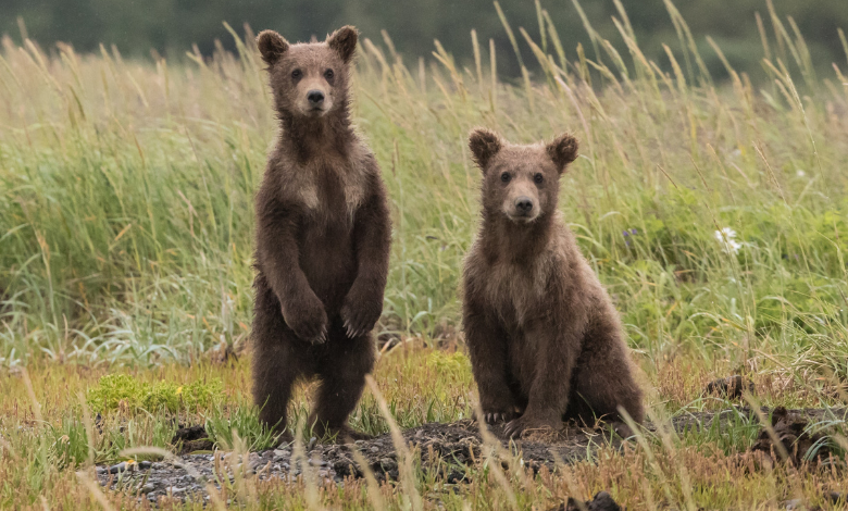 How Is Climate Change Exacerbating Japan's Bear Attack Problem?