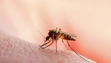 Innovation, Resource Mobilisation, Collaboration Key To A Malaria-Free Future