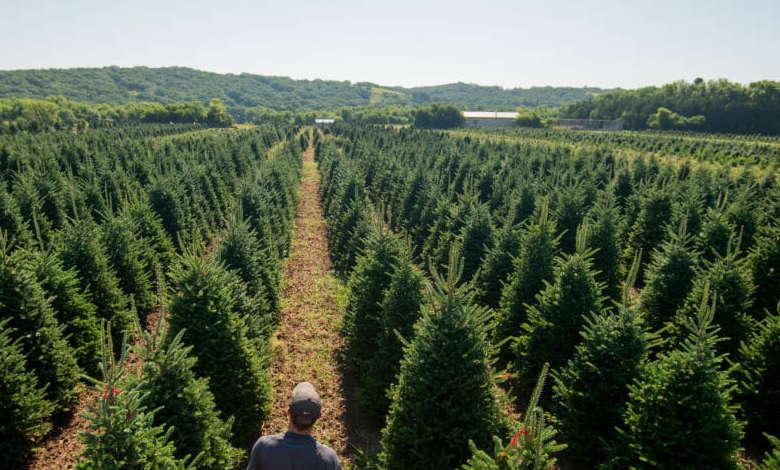 Real vs Fake Christmas Tree: Putting An End To The Debate Conclusively