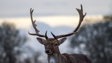 Reindeers Confront Climate Change: The Underrated Engineers Of Lapland