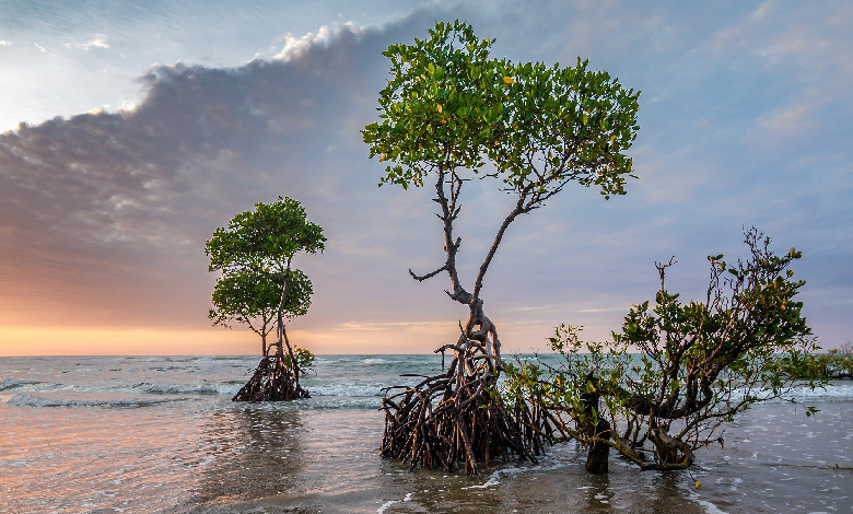 Your Comprehensive Guide To COP28's Nature, Land Use and Ocean Day