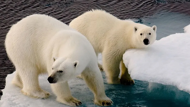 Climate change is real: Polar bears have shrunk to two-thirds of their previous size in just 30 years