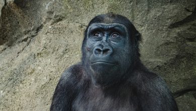 How did the 'real King Kong' go extinct? Did climate change harm the biggest ape?