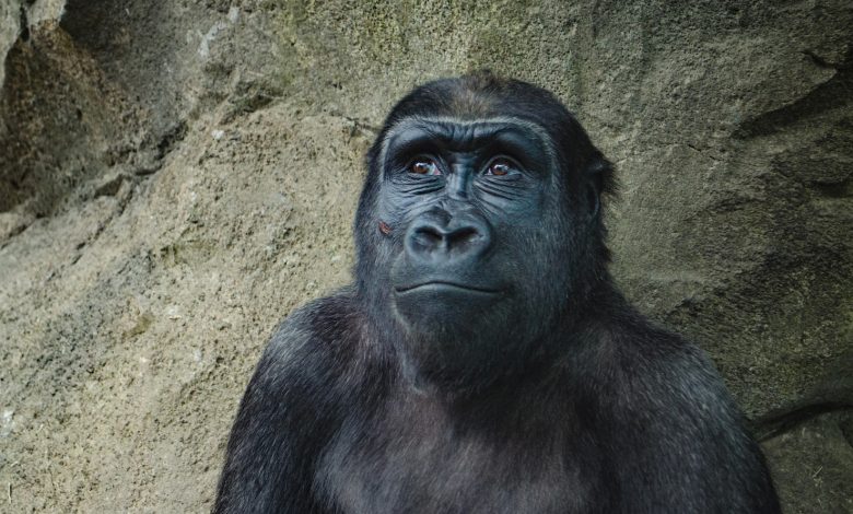 How did the 'real King Kong' go extinct? Did climate change harm the biggest ape?